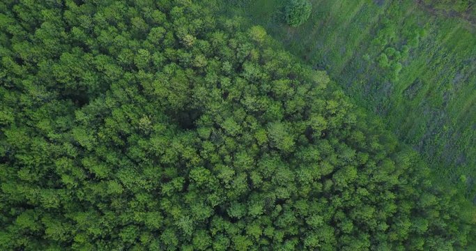 green pine forest in tuyen lam lake