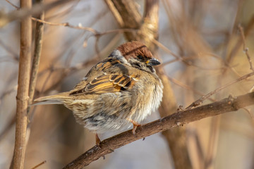 Sparrow