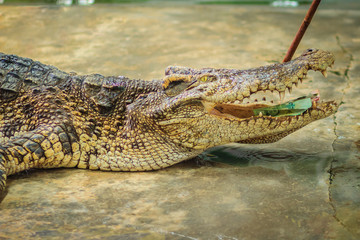 Crocodile's mouth wide open with money inside. Money inside crocodile's mouth and how to put it back.