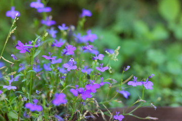 Small blue flowers and green grass. Spring purple flowers in the meadow. Lots of wild blue flowers