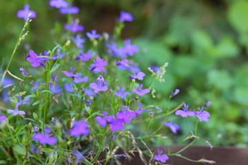 Small blue flowers and green grass. Spring purple flowers in the meadow. Lots of wild blue flowers