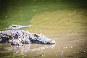 Large crocodile lying in still water for sunbathing. A large crocodile lies half-submerged in water and waits for prey.