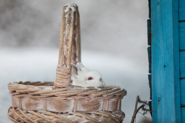 white rabbit in winter