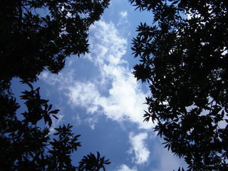 nuvole tra gli alberi