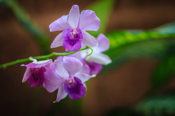Beautiful purple dendrobium orchid flowers on the dark background, selective focus.