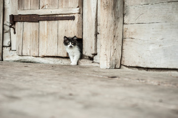 Cute Cat on Rustic background