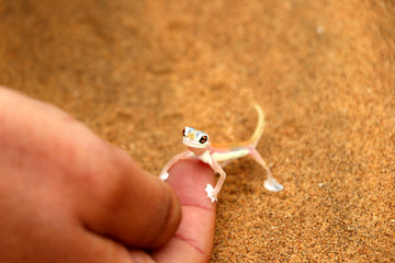 palmatogecko on the hand - Namibia Africa
