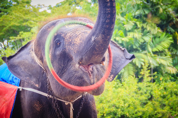 Little elephant use his trunk to play hula hoop
