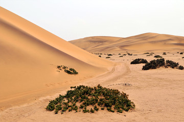  sand dune (swakopmund) - Namibia Africa
