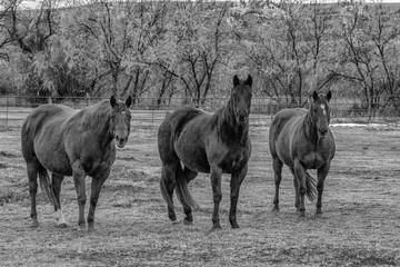 Three Horses in a Field.