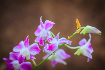 Beautiful purple dendrobium orchid flowers on the dark background, selective focus.