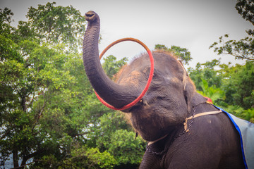 Little elephant use his trunk to play hula hoop