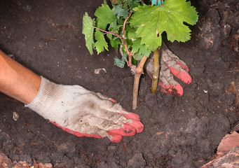 Woman gardener's hands planting of a cultivar grapevine in the autumn garden