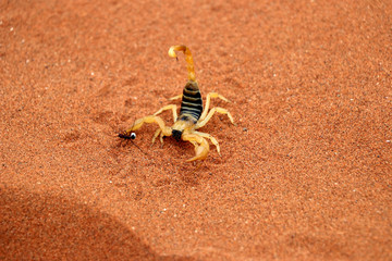scorpion (parabuthus villosus) - Namibia Africa