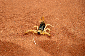 scorpion (parabuthus villosus) - Namibia Africa