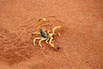 scorpion (parabuthus villosus) - Namibia Africa