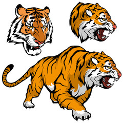 Bengal Tiger set suitable as logo for team mascot, royal tiger drawing sketch in full growth, Tiger Mascot Graphic, vector graphic to design