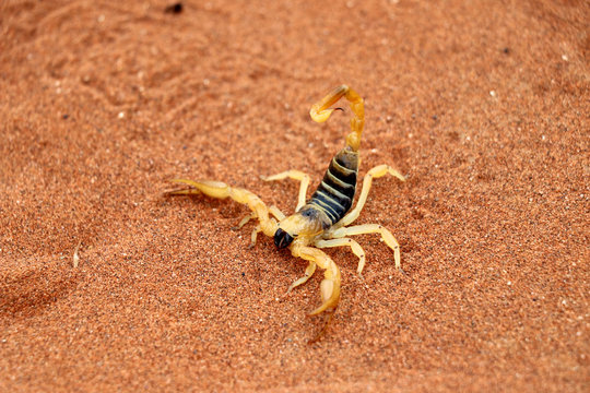 scorpion (parabuthus villosus) - Namibia Africa