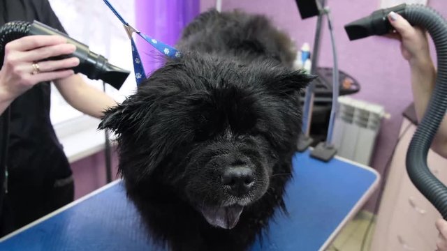 dog grooming Chow Chow in the salon 4k