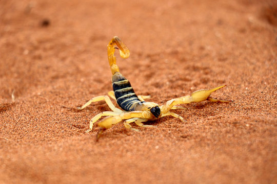 scorpion (parabuthus villosus) - Namibia Africa