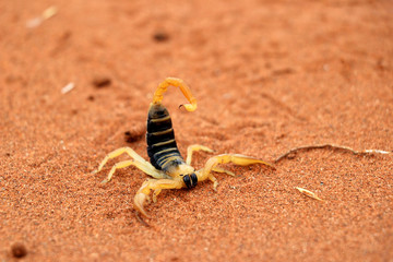 scorpion (parabuthus villosus) - Namibia Africa