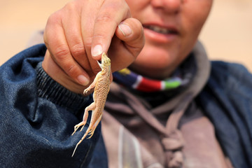 shovel Snouted Aporosaura Lizard (anchietae) in the hand - Namibia Africa