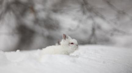 white rabbit in winter