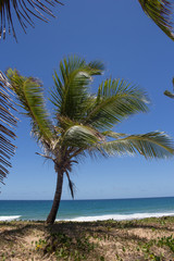 Fototapeta na wymiar brazlian landscape at the beach with a blue sky in a sunny day