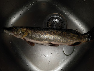 Result of fishing (pike)