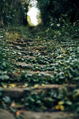 over grown stair steps with leafs and nature on the staircase going uphill. Narrow field of view. Bokeeh detail