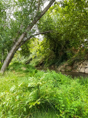 View of the Palancia river with lots of vegetation