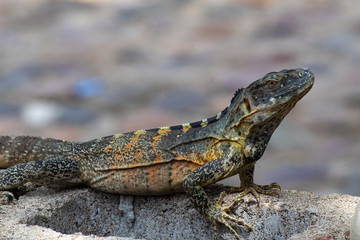 Reptil