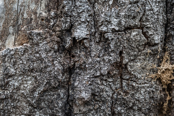 Bark close up 17
