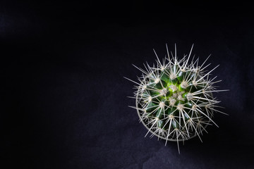 A small cactus on a black background is photographed from above, wallpaper