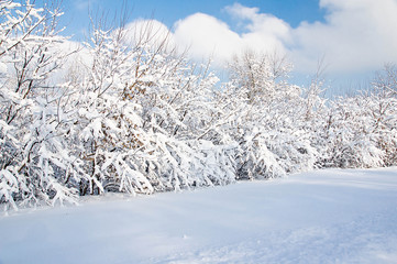 shrubs under snow in a park on a winter day