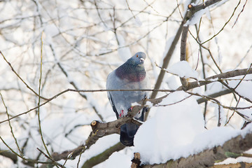 dove on snowy branches in winter day