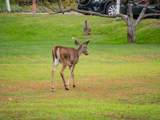 Deer was walking around at Mont-Tremblant National Park