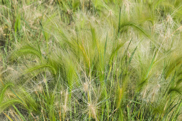Green grass feather grass in the field