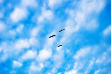 Three gulls on a sunny small cloud sky with blue, Chelem, Mexico