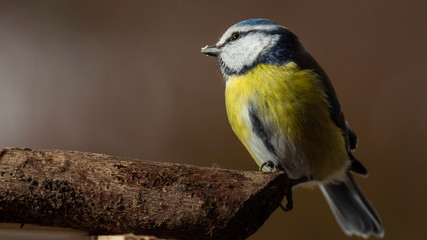 Oiseaux du Grésivaudan - Isère.