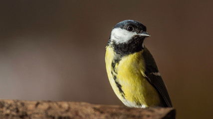 Fototapeta premium Oiseaux du Grésivaudan - Isère.