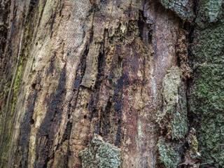 Bark close up 12