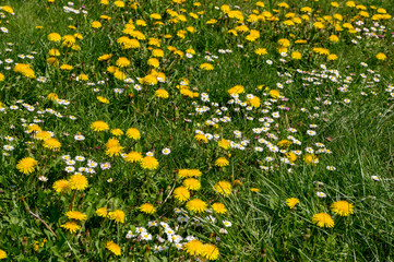 Pissenlits et pâquerettes