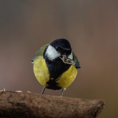 Oiseaux du Grésivaudan - Isère.