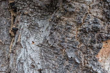 Bark close up 11