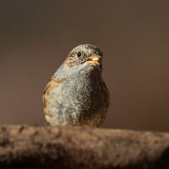 Oiseaux du Grésivaudan - Isère.