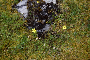 moss on rock