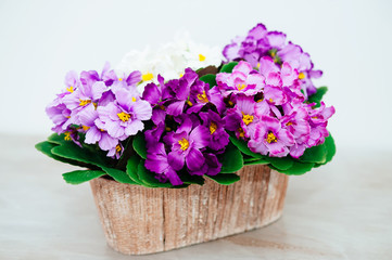flowers on light background