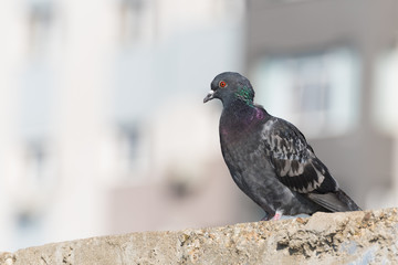 A Curious Pigeon Resting on the Sidewalk