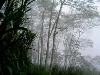 Wildlife nature in forest of Irati. Navarra.Spain